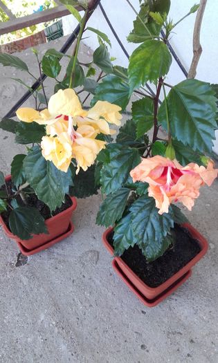 20160722_120627 - trandafirii chinezesti-hibiscus rosa sinensis