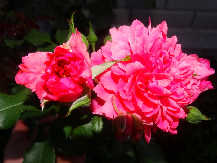 DSC03623 - Rosarium Uetersen