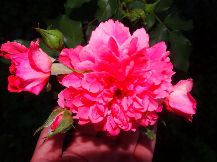 DSC03626 - Rosarium Uetersen