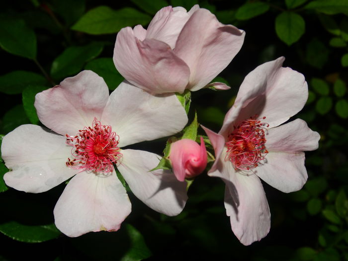 DSC03913 - Astronomia