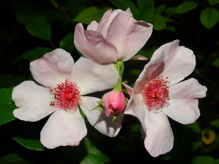DSC03914 - Astronomia