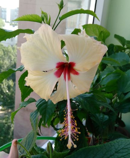 IMG_20160722_095924