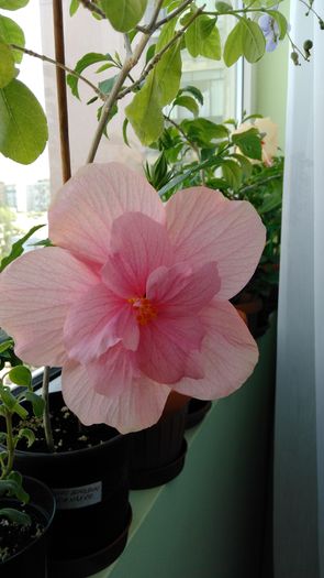 IMG_20160722_123800 - Hibiscus 2016