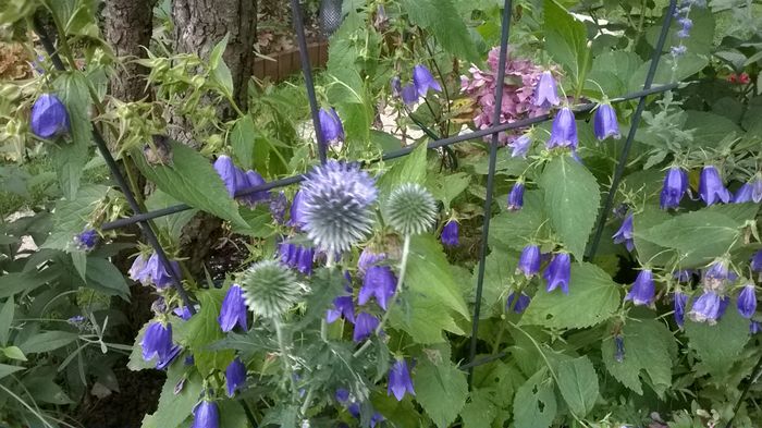 Campanula Sarastro - Phlox si alte perene