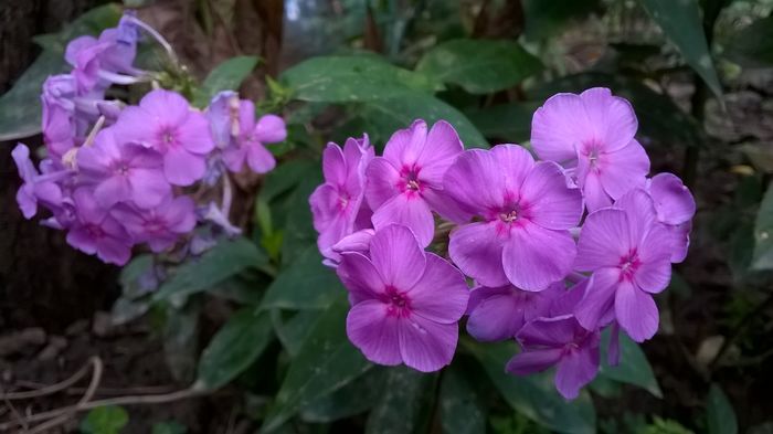 WP_20160721_012 - Phlox si alte perene