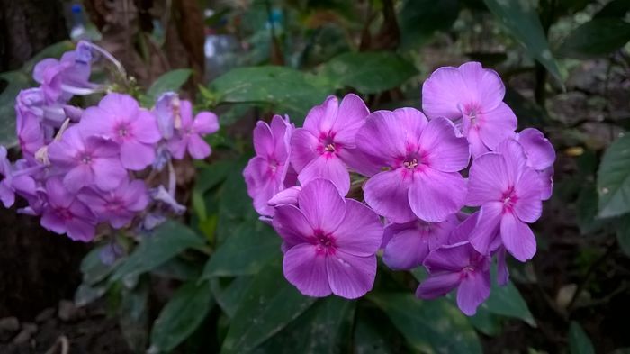 WP_20160721_014 - Phlox si alte perene