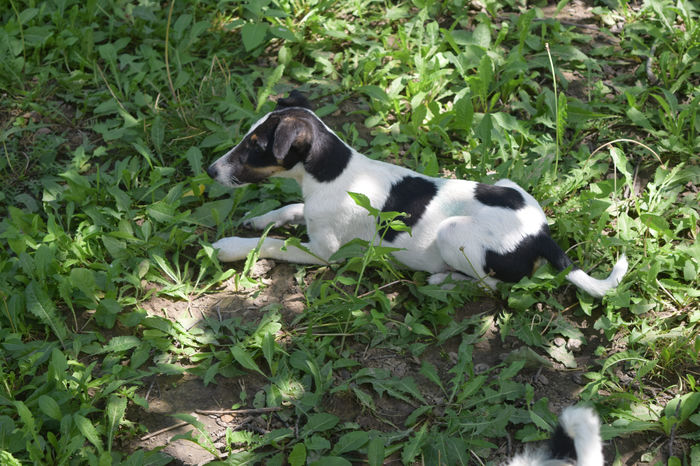 GLAD - FOX TERRIER