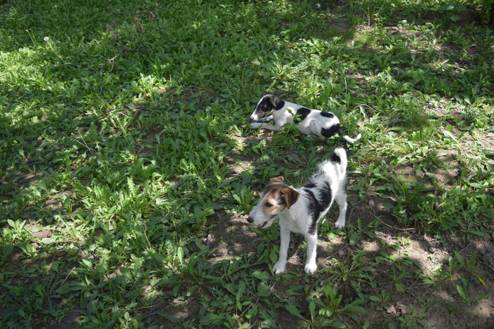 DSC_1161 - FOX TERRIER