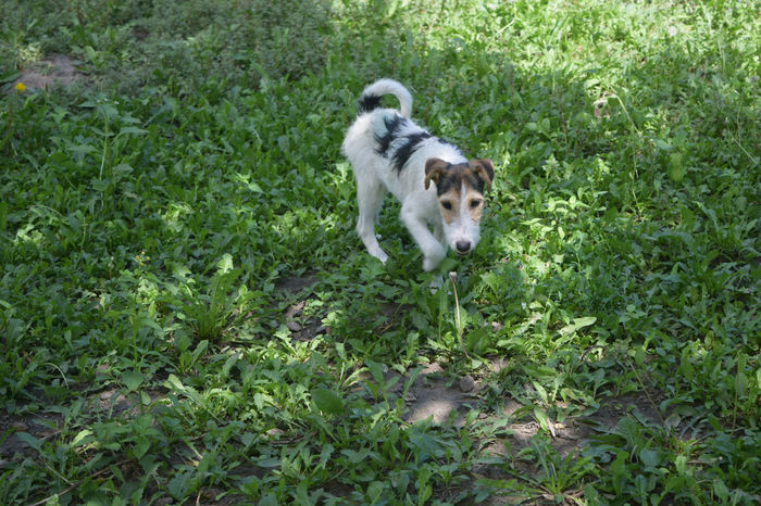 FOXI - FOX TERRIER