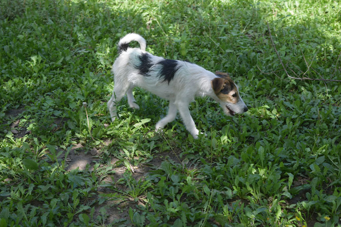 FOXI - FOX TERRIER