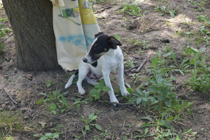 GLAD - FOX TERRIER