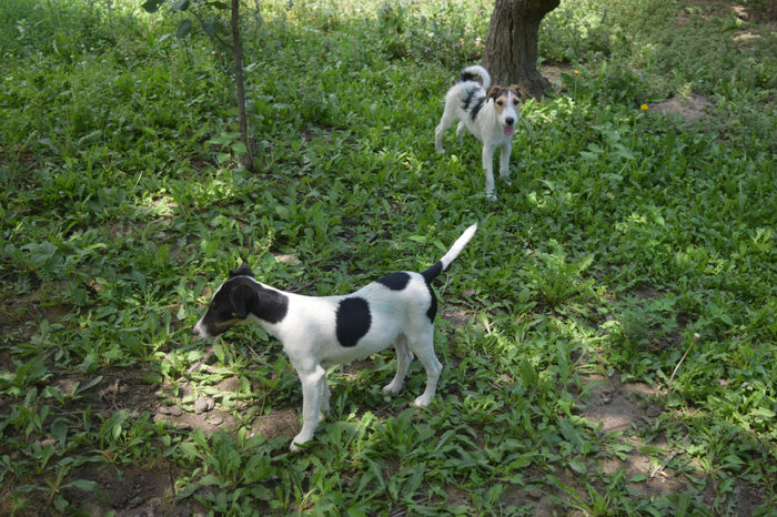 DSC_1188 - FOX TERRIER