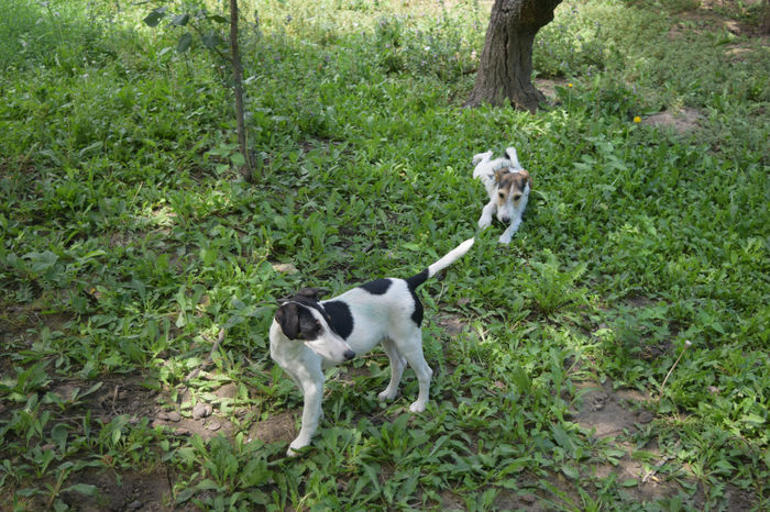 DSC_1192 - FOX TERRIER