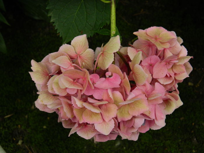 DSCN2057 - 2016 BRUGMANSII_CLEMATITE_HORTENSII 3