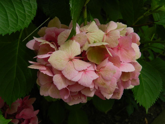 DSCN2058 - 2016 BRUGMANSII_CLEMATITE_HORTENSII 3