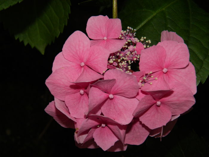 DSCN2060 - 2016 BRUGMANSII_CLEMATITE_HORTENSII 3