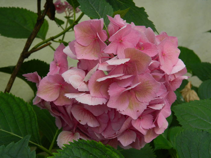 DSCN2062 - 2016 BRUGMANSII_CLEMATITE_HORTENSII 3