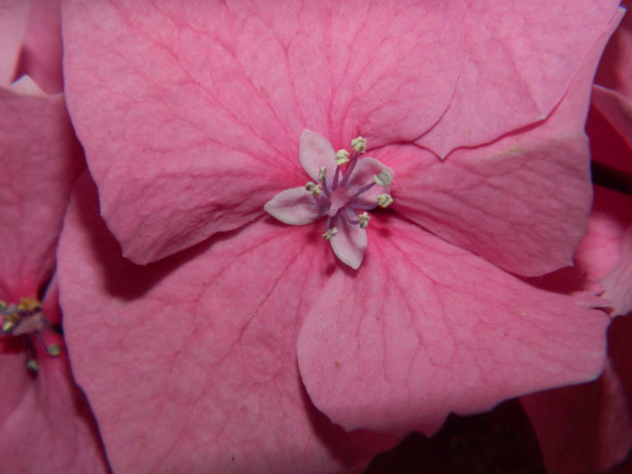 DSCN2065 - 2016 BRUGMANSII_CLEMATITE_HORTENSII 3