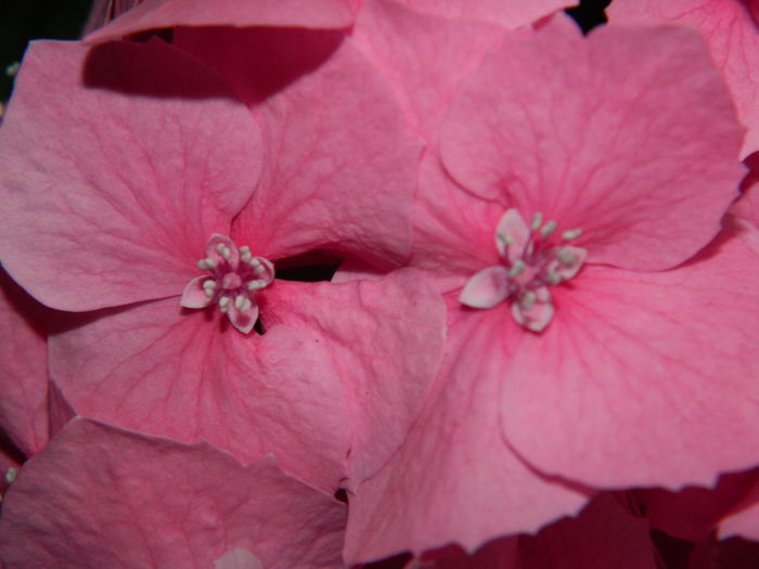 DSCN2069 - 2016 BRUGMANSII_CLEMATITE_HORTENSII 3