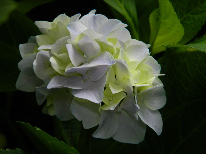 DSCN2078 - 2016 BRUGMANSII_CLEMATITE_HORTENSII 3