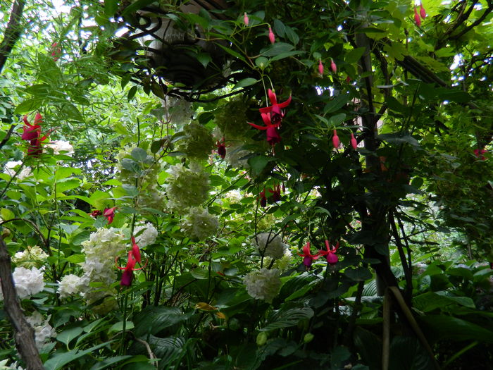 DSCN2260 - 2016 BRUGMANSII_CLEMATITE_HORTENSII 3