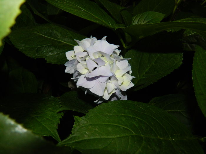 DSCN2277 - 2016 BRUGMANSII_CLEMATITE_HORTENSII 3