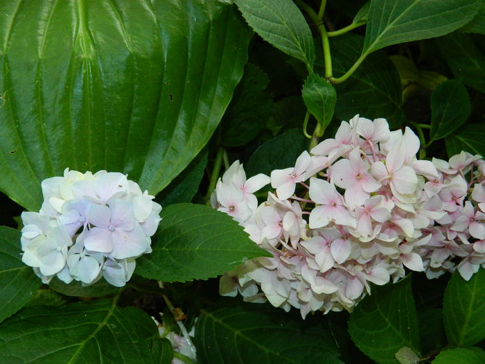 DSCN2324 - 2016 BRUGMANSII_CLEMATITE_HORTENSII 3