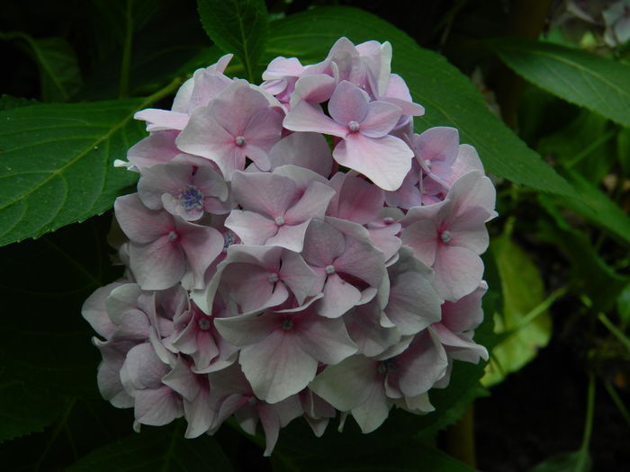 DSCN2325 - 2016 BRUGMANSII_CLEMATITE_HORTENSII 3