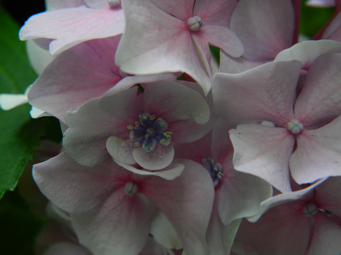 DSCN2326 - 2016 BRUGMANSII_CLEMATITE_HORTENSII 3