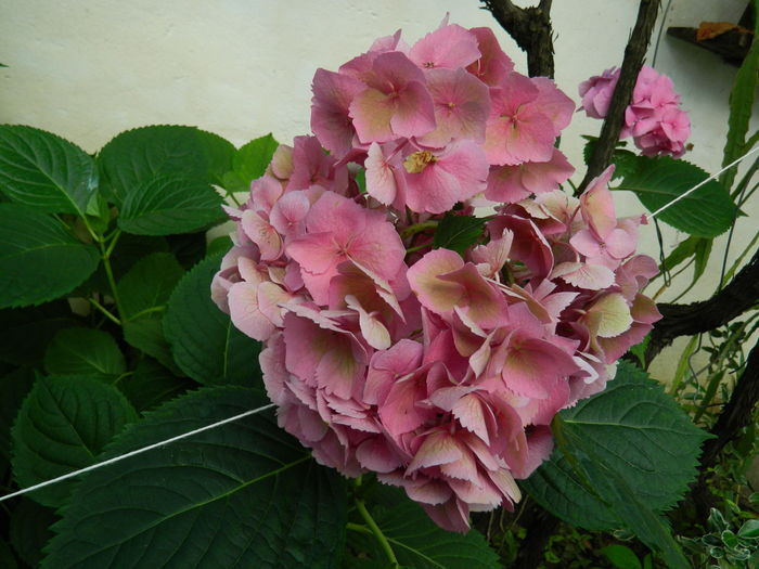 DSCN2419 - 2016 BRUGMANSII_CLEMATITE_HORTENSII 3