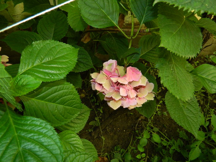 DSCN2420 - 2016 BRUGMANSII_CLEMATITE_HORTENSII 3