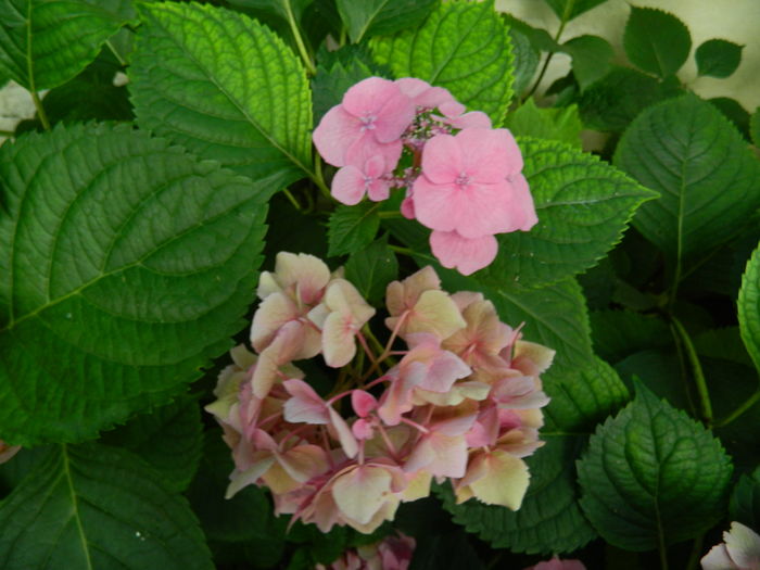 DSCN2423 - 2016 BRUGMANSII_CLEMATITE_HORTENSII 3