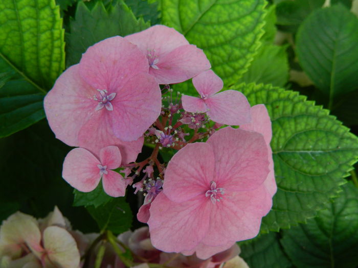 DSCN2424 - 2016 BRUGMANSII_CLEMATITE_HORTENSII 3