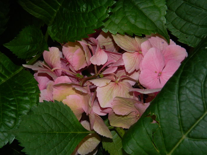 DSCN2426 - 2016 BRUGMANSII_CLEMATITE_HORTENSII 3