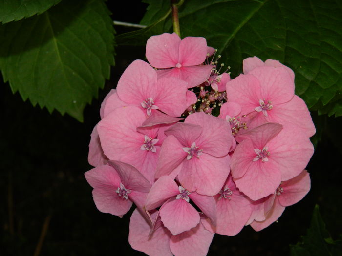 DSCN2428 - 2016 BRUGMANSII_CLEMATITE_HORTENSII 3