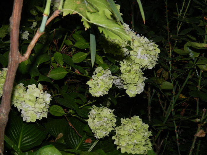 DSCN2659 - 2016 BRUGMANSII_CLEMATITE_HORTENSII 3