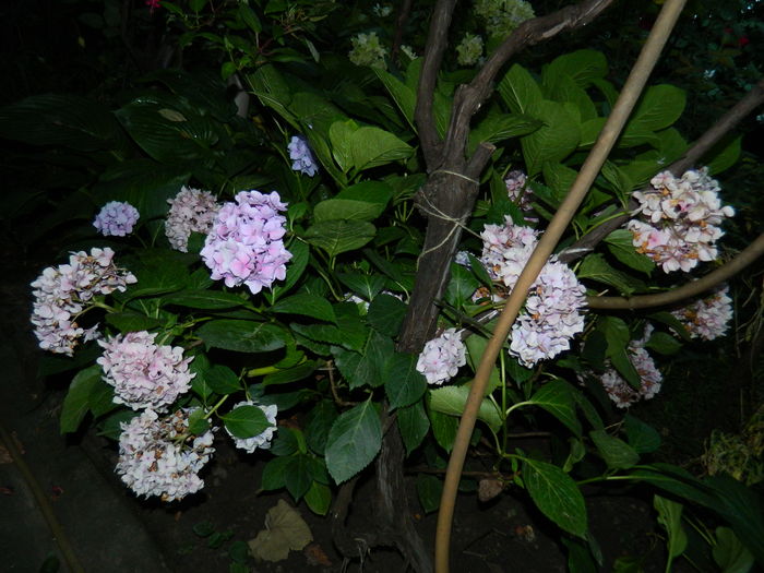 DSCN2660 - 2016 BRUGMANSII_CLEMATITE_HORTENSII 3