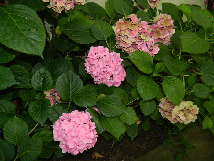 DSCN2739 - 2016 BRUGMANSII_CLEMATITE_HORTENSII 3