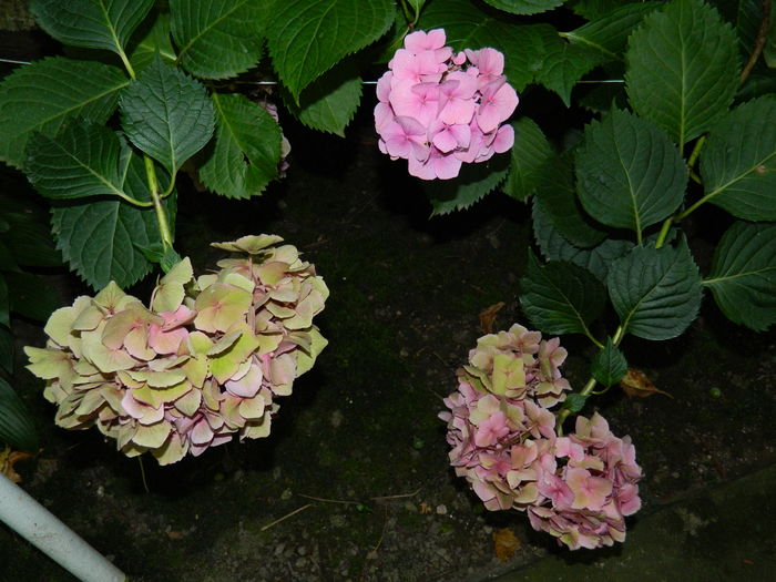 DSCN2747 - 2016 BRUGMANSII_CLEMATITE_HORTENSII 3