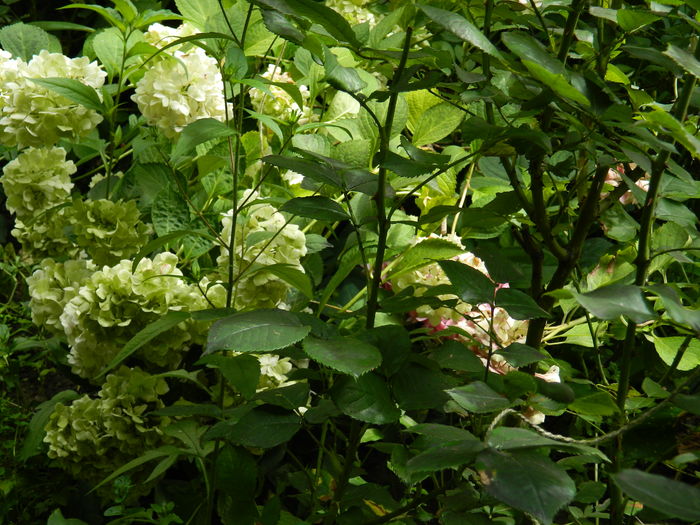 DSCN3157 - 2016 BRUGMANSII_CLEMATITE_HORTENSII 3