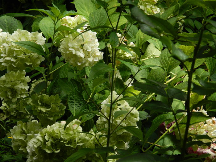 DSCN3158 - 2016 BRUGMANSII_CLEMATITE_HORTENSII 3