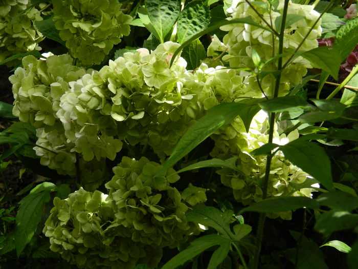DSCN3159 - 2016 BRUGMANSII_CLEMATITE_HORTENSII 3