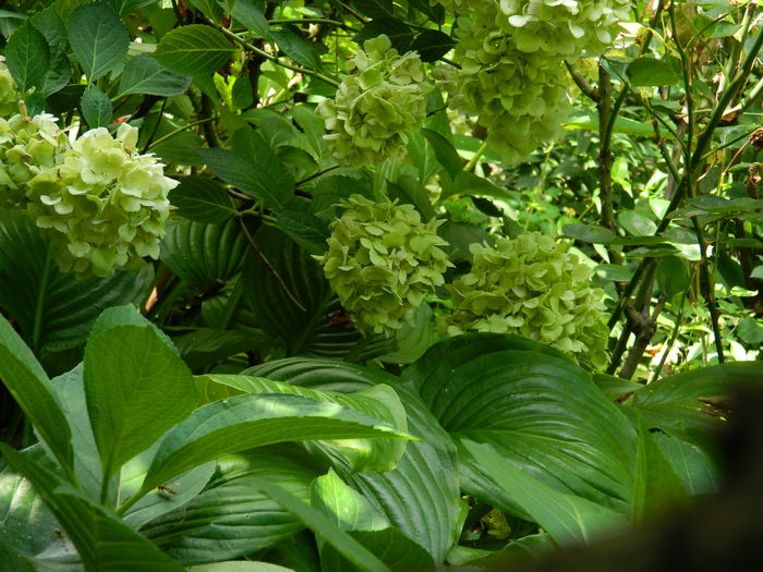 DSCN3181 - 2016 BRUGMANSII_CLEMATITE_HORTENSII 3