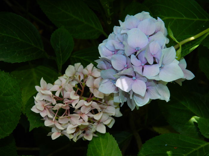 DSCN3182 - 2016 BRUGMANSII_CLEMATITE_HORTENSII 3