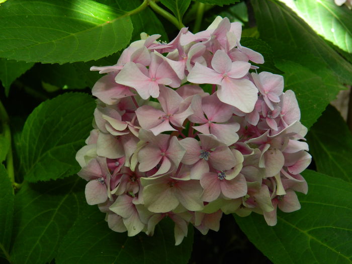 DSCN3183 - 2016 BRUGMANSII_CLEMATITE_HORTENSII 3
