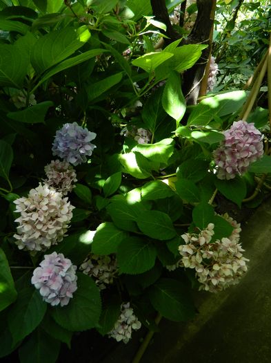 DSCN3186 - 2016 BRUGMANSII_CLEMATITE_HORTENSII 3