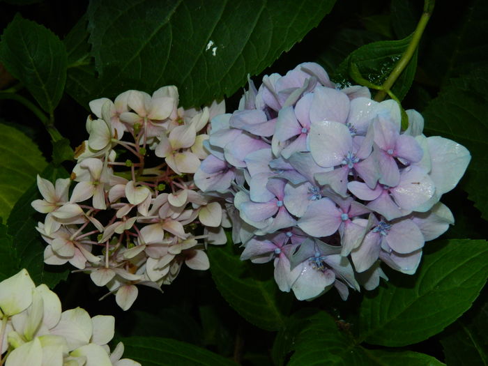 DSCN3340 - 2016 BRUGMANSII_CLEMATITE_HORTENSII 3