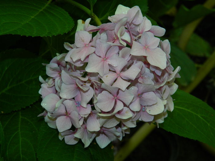 DSCN3342 - 2016 BRUGMANSII_CLEMATITE_HORTENSII 3