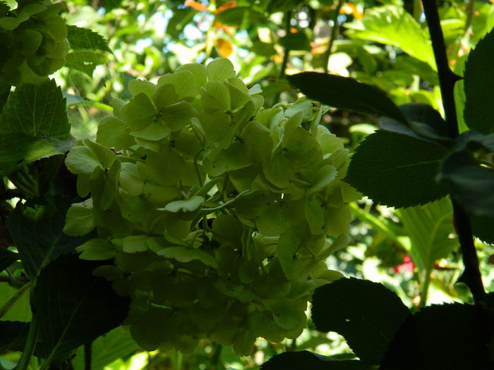 DSCN3490 - 2016 BRUGMANSII_CLEMATITE_HORTENSII 3