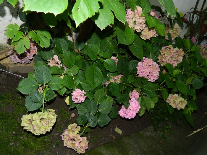 DSCN3539 - 2016 BRUGMANSII_CLEMATITE_HORTENSII 3